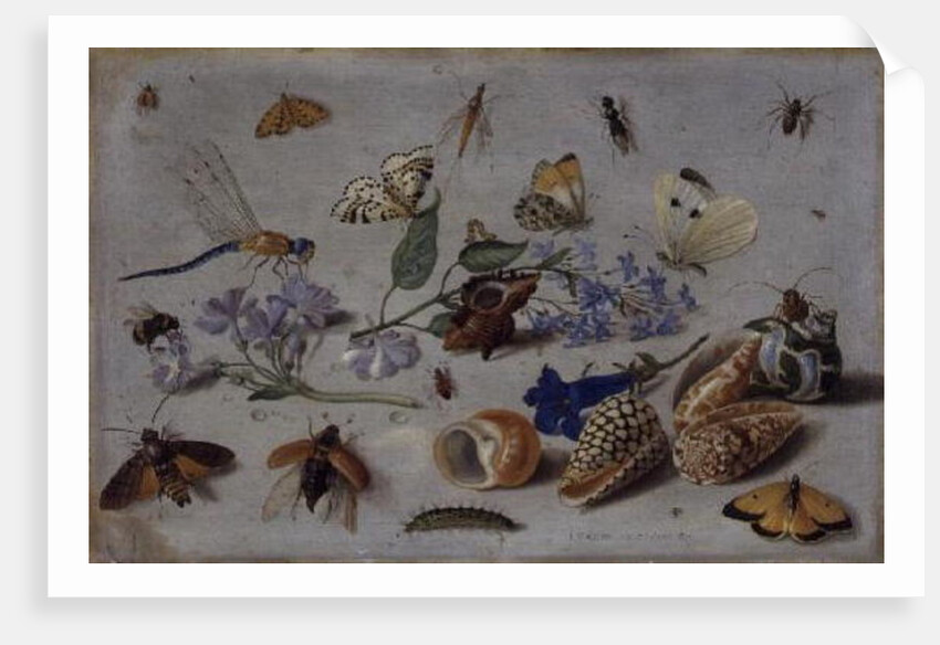 Butterflies and other Insects, 1661 by Jan van the Elder Kessel
