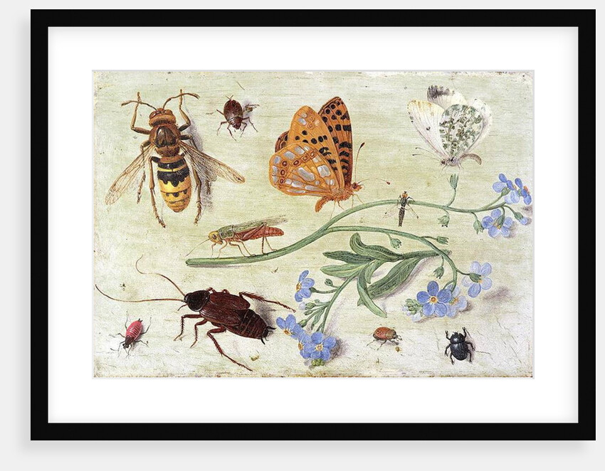 Insects by Jan van the Elder Kessel