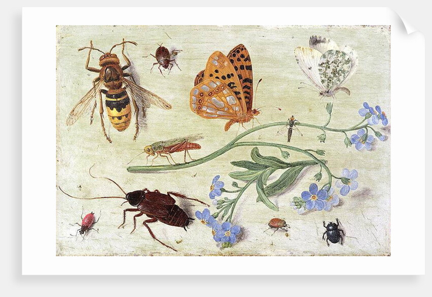 Insects by Jan van the Elder Kessel