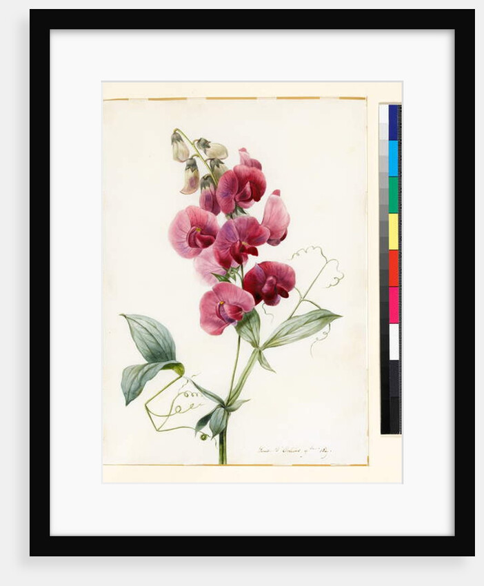 Lathyrus latifolius by Louise D'Orleans