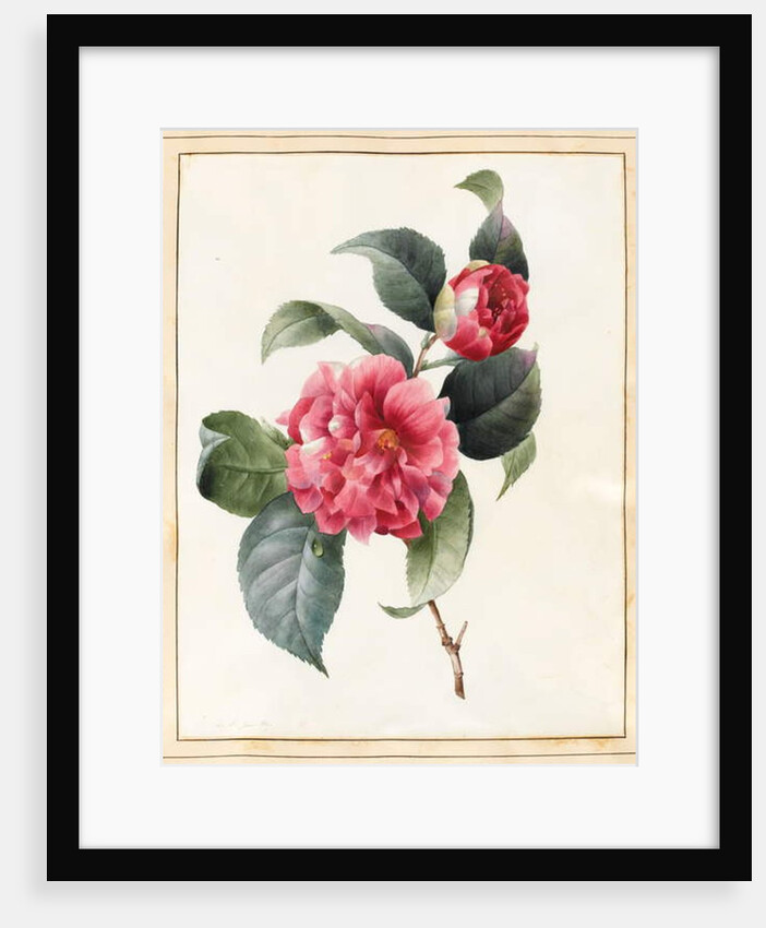 Camellia, 1827 by Louise D'Orleans