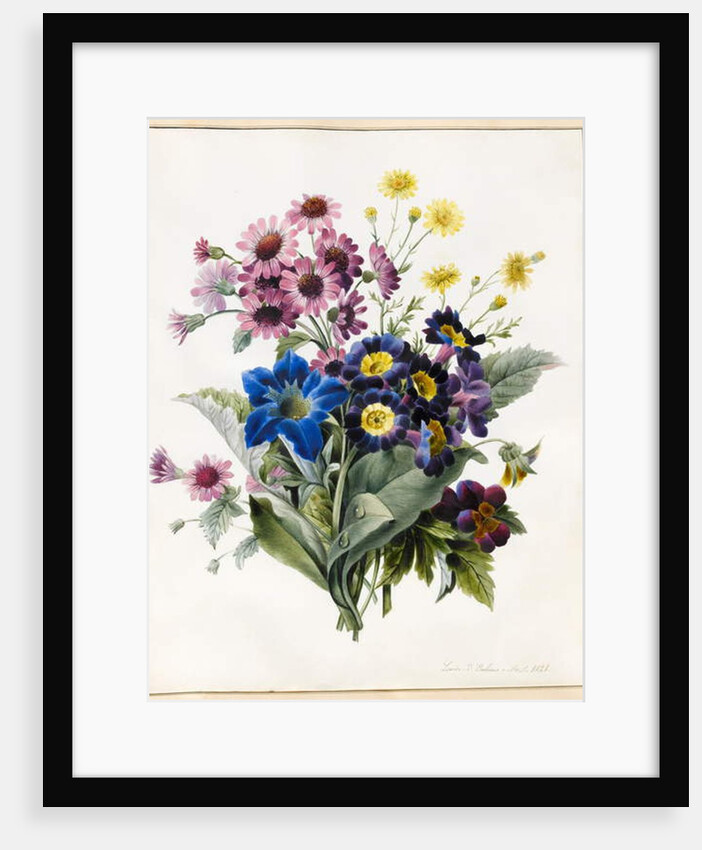Mixed Flowers, Aster sp., Auricula, Ragwort, Viola, Campanula, Gentiana Acaulis, 1828 by Louise D'Orleans