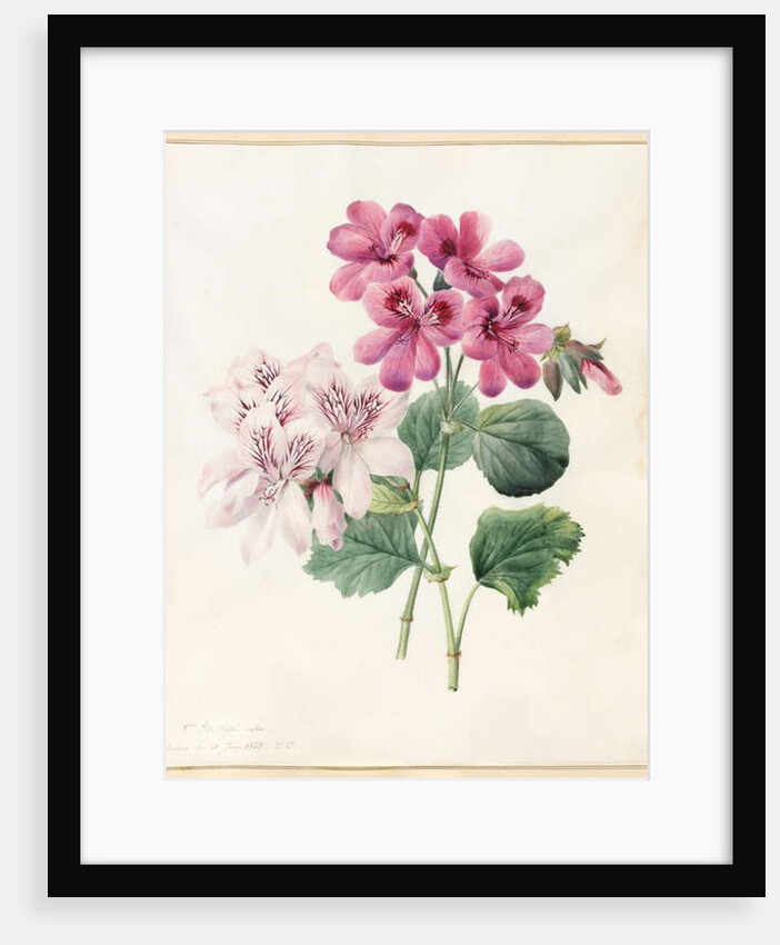 Two Hybrid 'Peliagoniums', 1828 by Louise D'Orleans