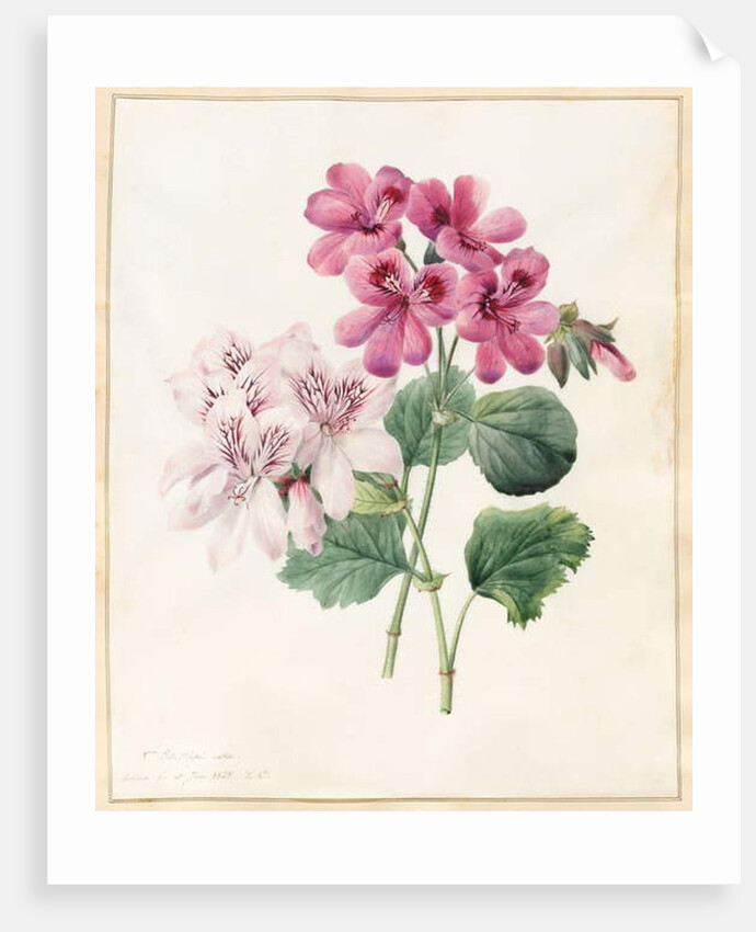 Two Hybrid 'Peliagoniums', 1828 by Louise D'Orleans