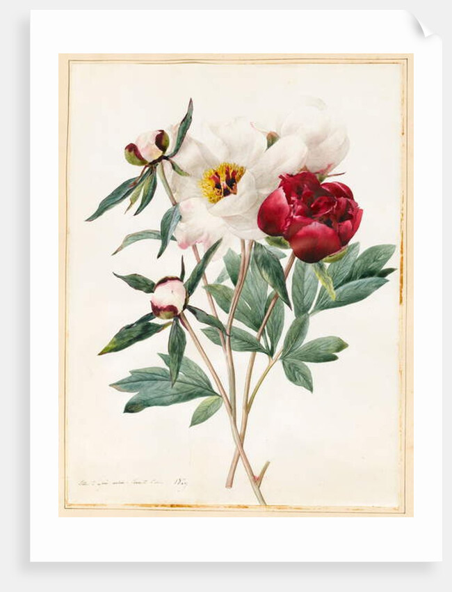 Red and White Herbaceous Paeonies, 1829 by Louise D'Orleans