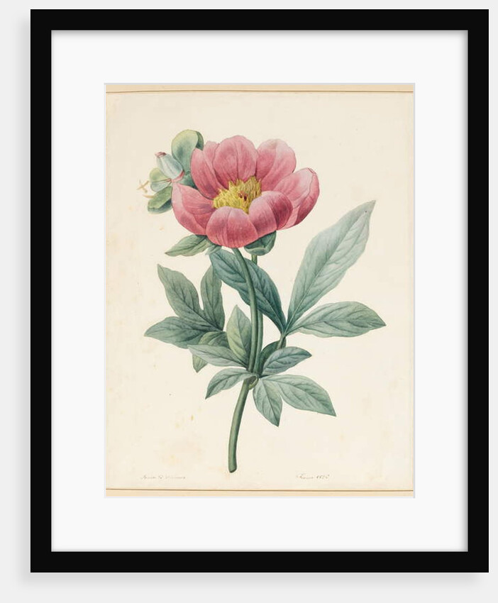 Poconia Mascula, Herbacious, 1826 by Louise D'Orleans