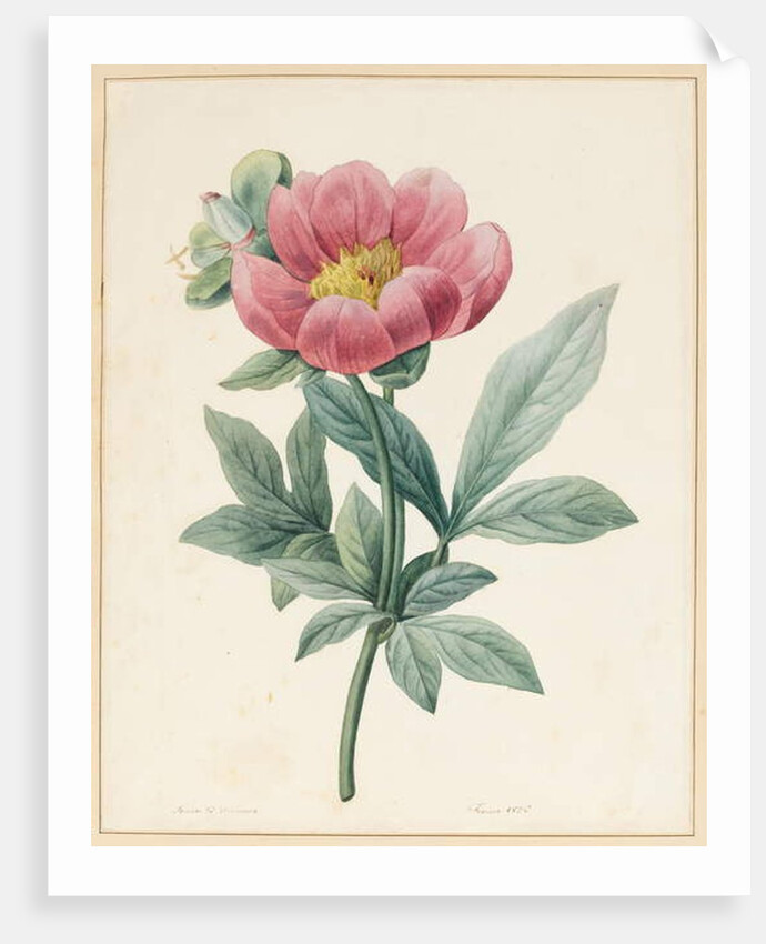 Poconia Mascula, Herbacious, 1826 by Louise D'Orleans