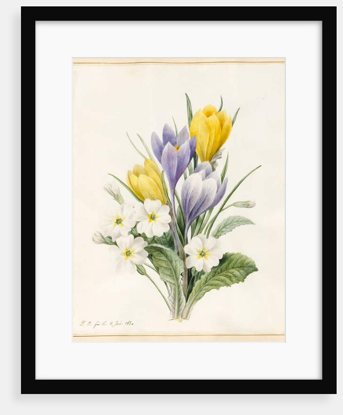 White Primroses and Early Hybrid Crocuses, 1830 by Louise D'Orleans