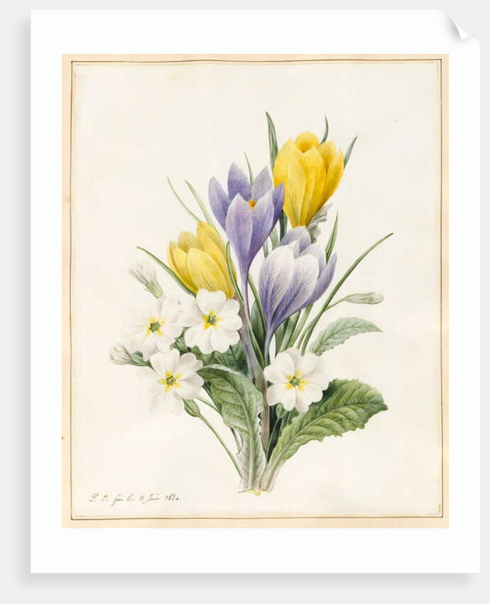 White Primroses and Early Hybrid Crocuses, 1830 by Louise D'Orleans
