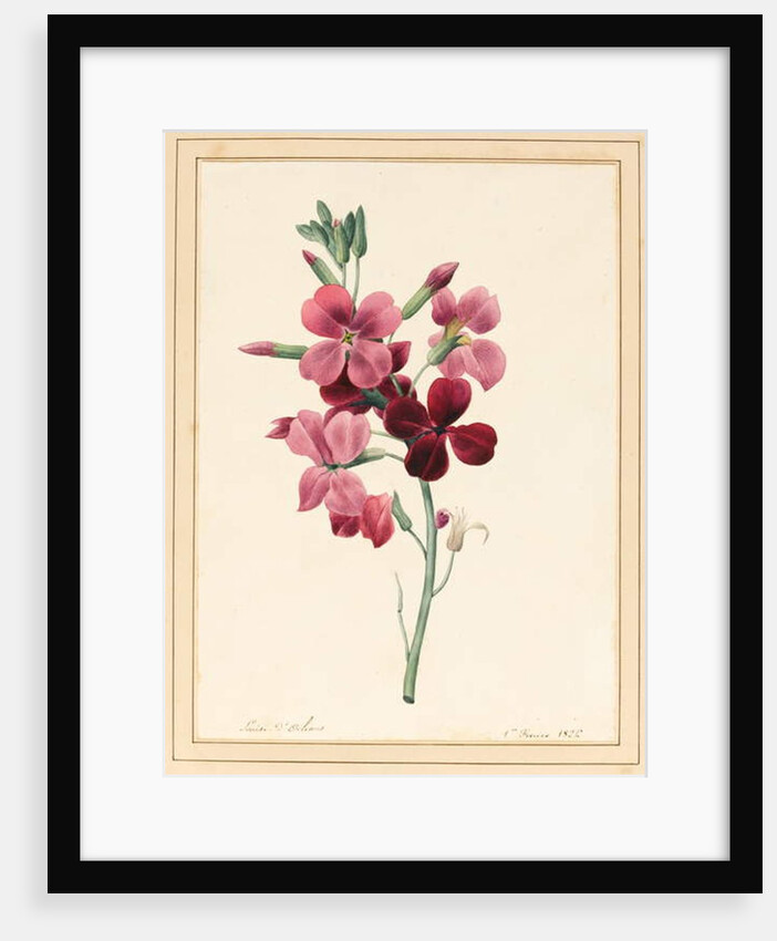 Matthiola, Stock, 1826 by Louise D'Orleans