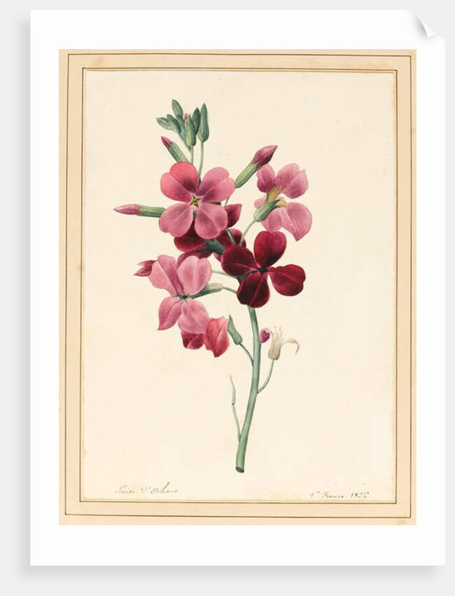 Matthiola, Stock, 1826 by Louise D'Orleans