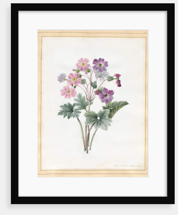 Hybrid Auricula by Louise D'Orleans