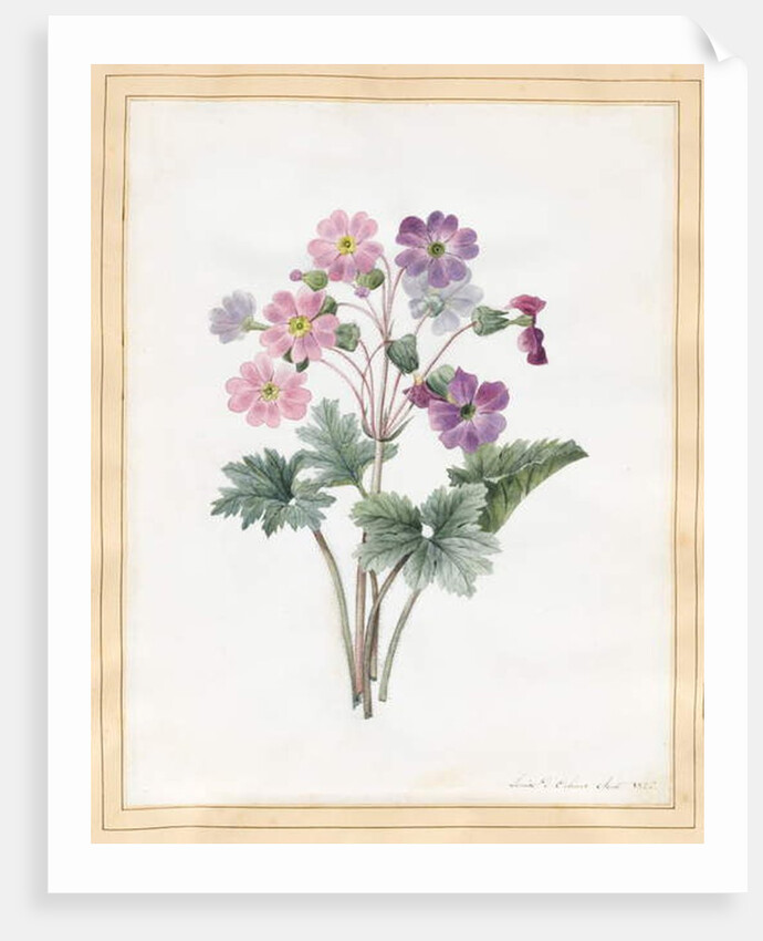 Hybrid Auricula by Louise D'Orleans