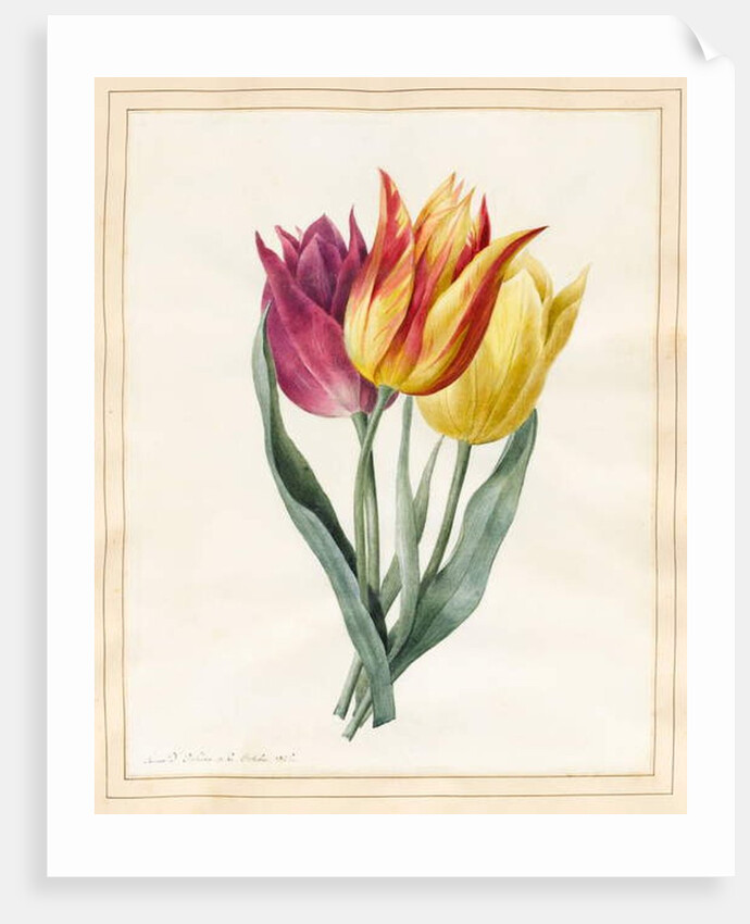 Three Lily Tulips by Louise D'Orleans