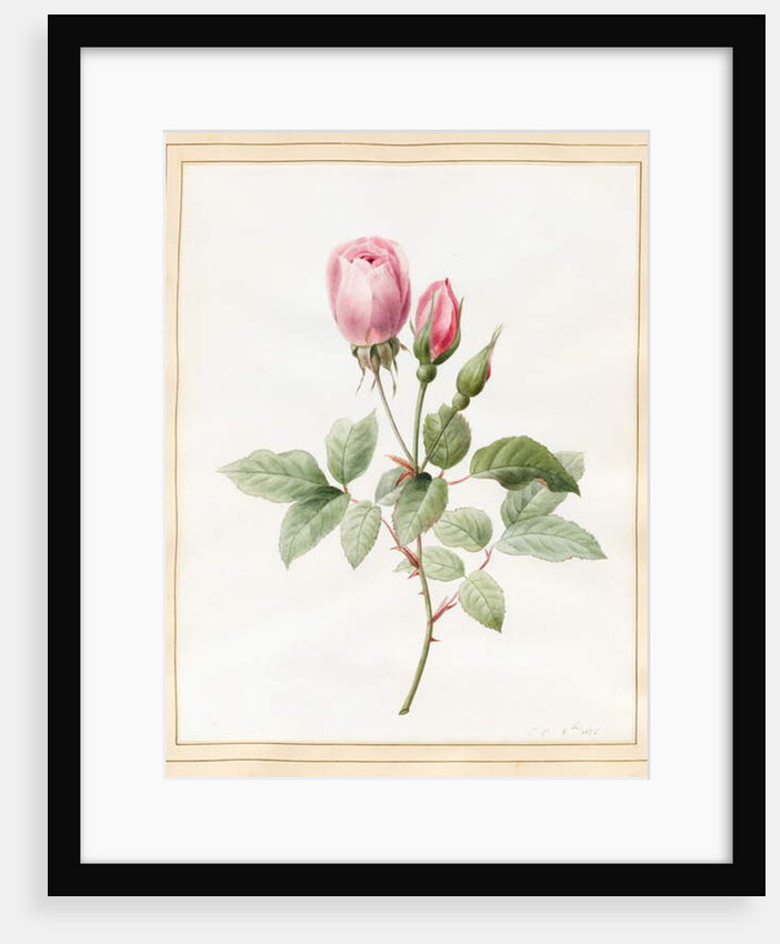 Pink Rose and Buds, 1826 by Louise D'Orleans