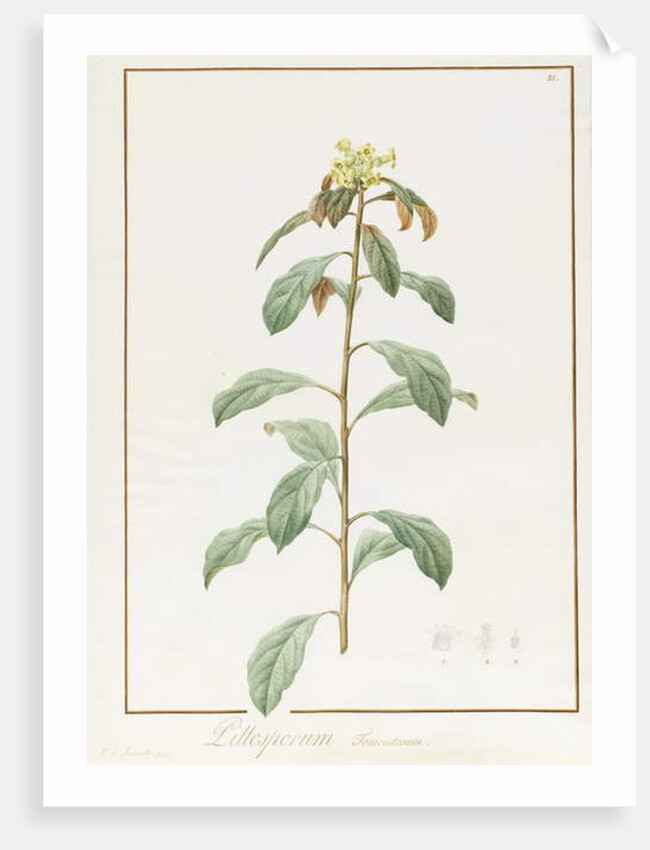 Paeonia Moutan var. B. Paeonia Suffruticosa, 1812 by Pierre Joseph Redouté