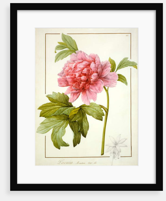 Paeonia Suffruticosa, 1812 by Pierre Joseph Redouté