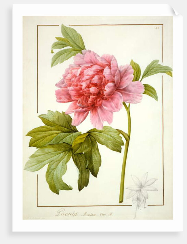 Paeonia Suffruticosa, 1812 by Pierre Joseph Redouté