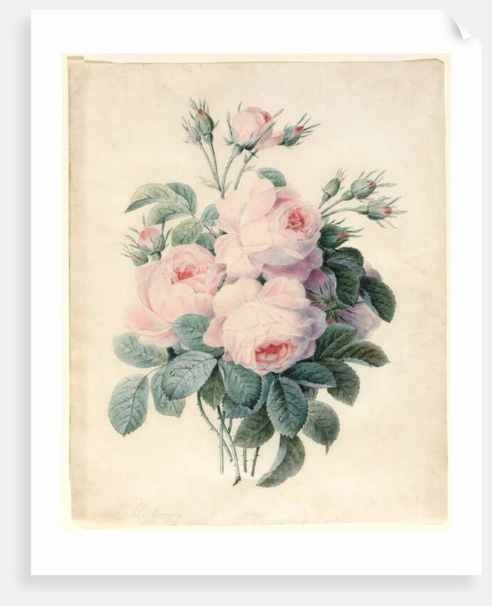 Spray of Centifolia Roses by J. Herzog