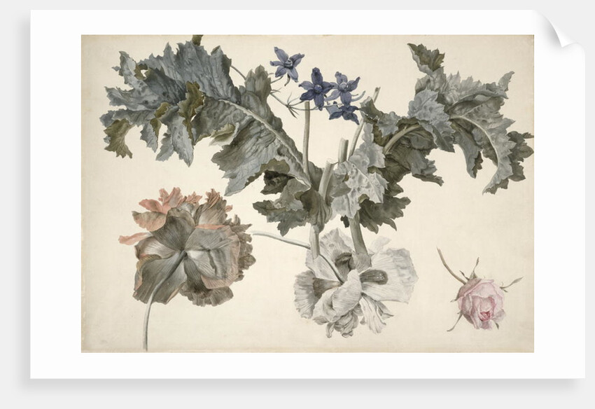 Double-flowered opium poppies, poppy leaves, delphinium and a rosebud by Eelke-Jelles Eelkema