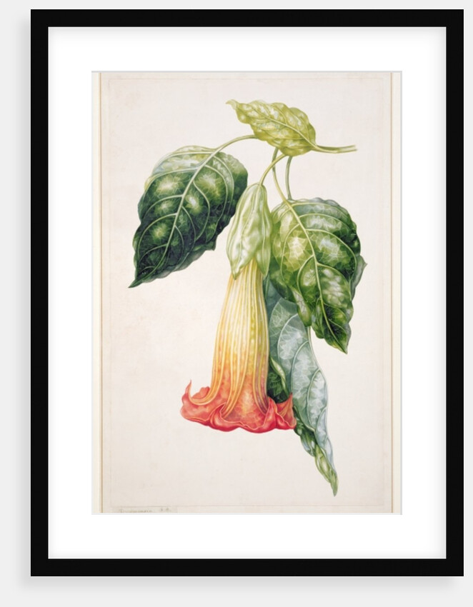 PD.993-1973 Thorn Apple flower from Ecuador, Datura rosei by Augusta Innes Withers