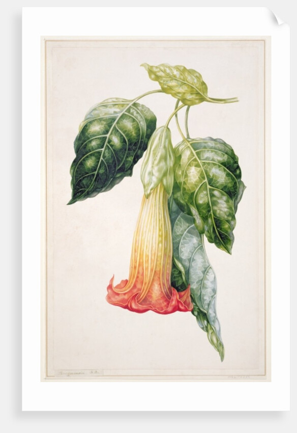 PD.993-1973 Thorn Apple flower from Ecuador, Datura rosei by Augusta Innes Withers