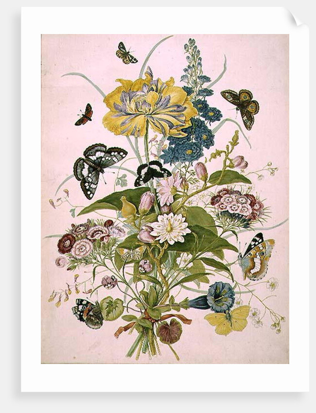 PD.912-1973 Still life of flowers including a parrot tulip, larkspur, sweet william, gentian and cyclamen, 1769 by Thomas Robins