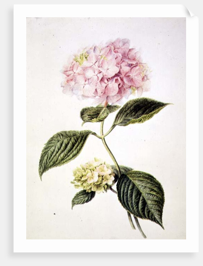 PD.64-1975 Hydrangea hortensia by Arnoldus Bloemers
