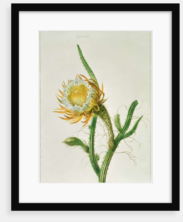 Night-flower cactus, native to Jamaica by Henriette Gertruide Knip