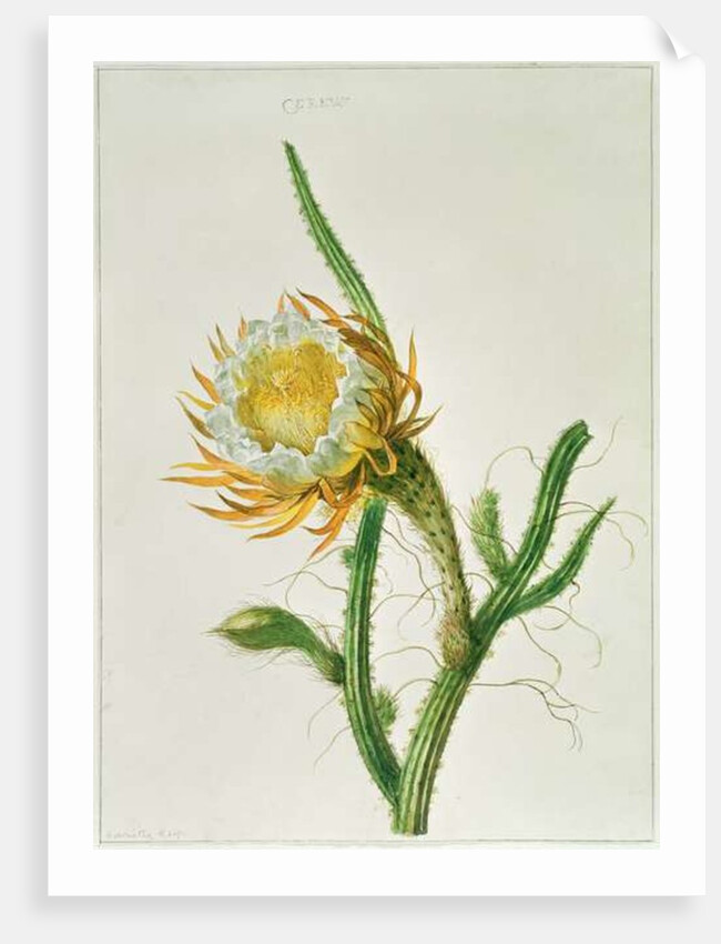 Night-flower cactus, native to Jamaica by Henriette Gertruide Knip