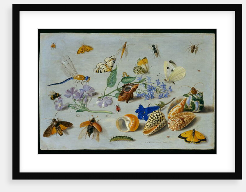 Butterflies and other insects, 1661 by Jan van the Elder Kessel