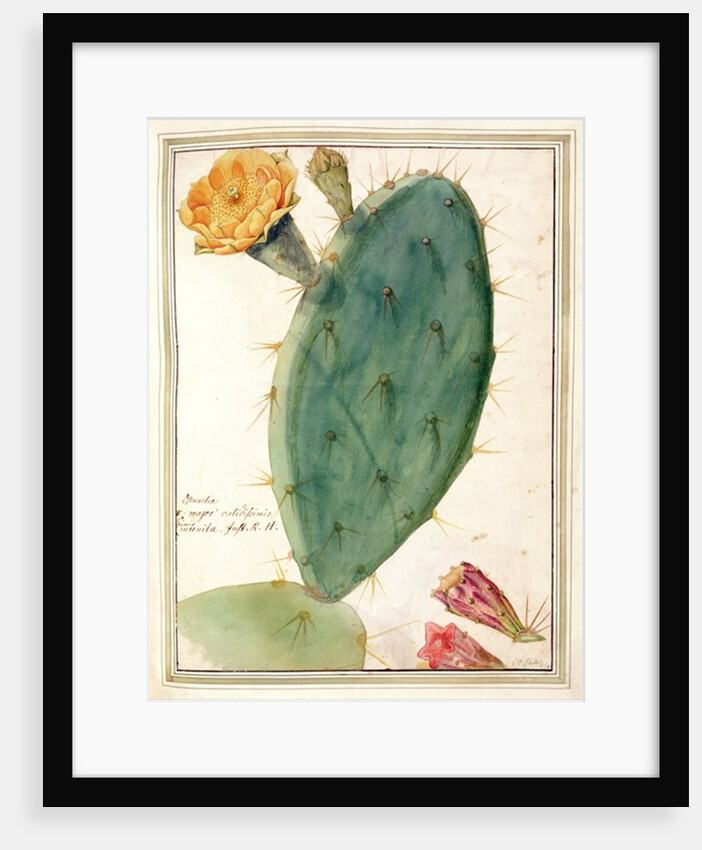 PD.115-1973. f38 Detail of Cactus with Orange Flower, c.1764 by Georg Dionysius Ehret