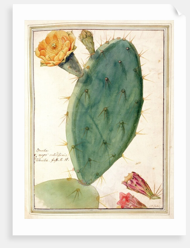 PD.115-1973. f38 Detail of Cactus with Orange Flower, c.1764 by Georg Dionysius Ehret
