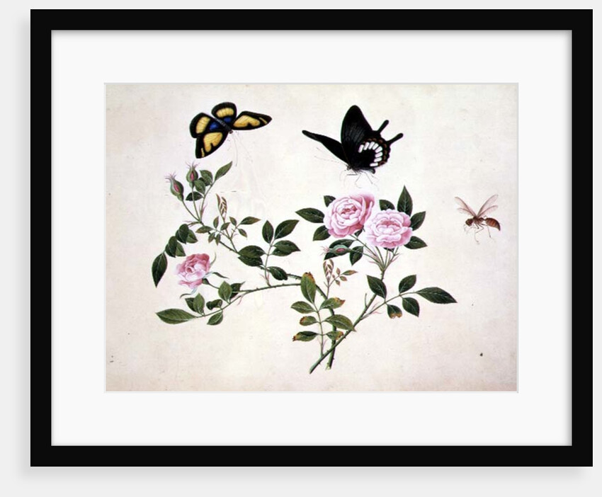 PD.273-1973 Roses in Bud and Bloom with Butterflies and Insects by School Chinese