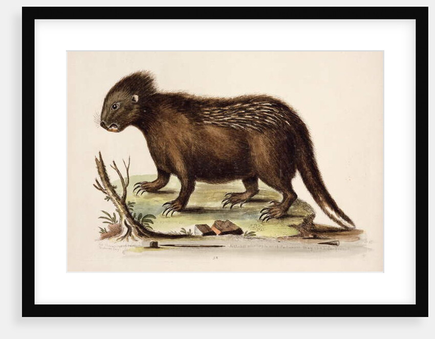 Hudson Bay Porcupine, 1742 by George Edwards