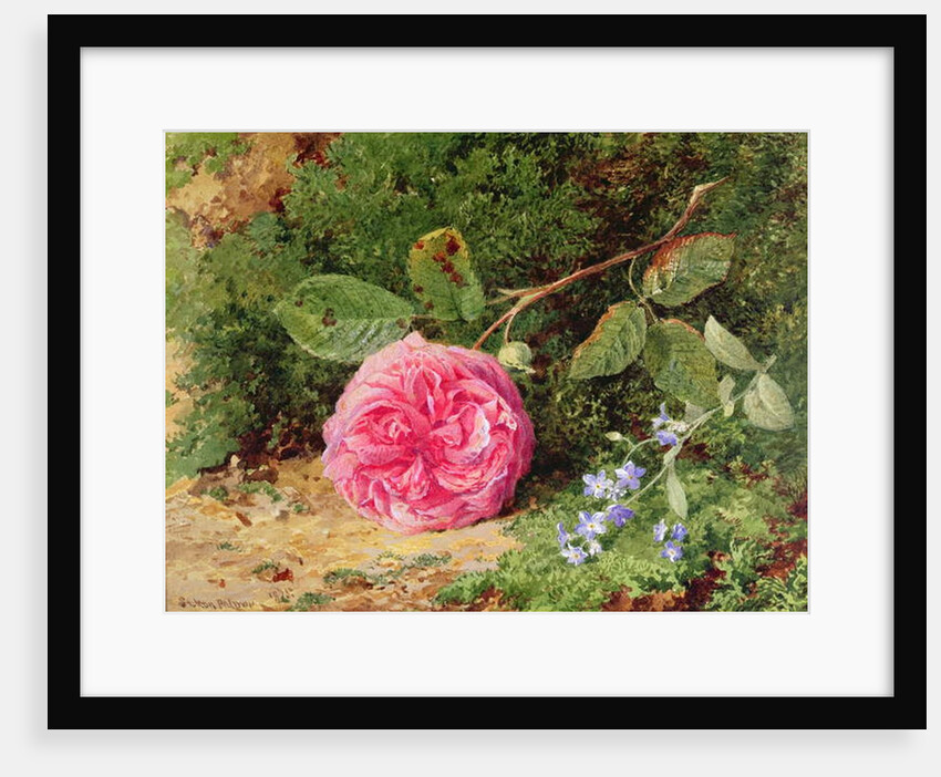 Pink Rose on a Mossy Bank, 1875 by Henry Sutton Palmer