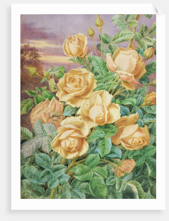 Yellow Roses by Thomas Frederick Collier