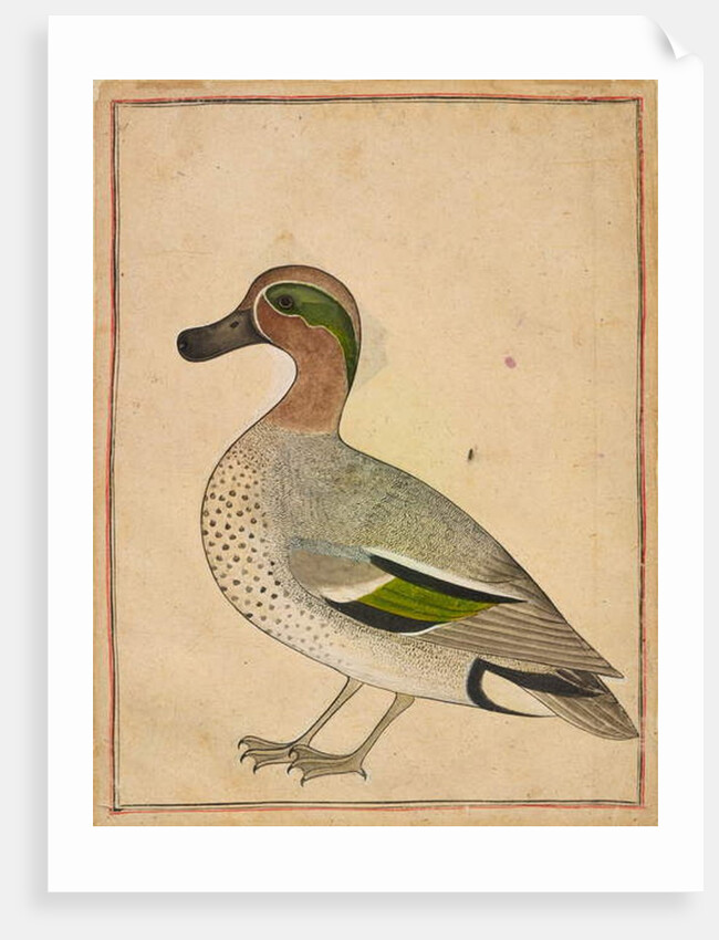 A Green-winged Teal, c.1730 by Indian School