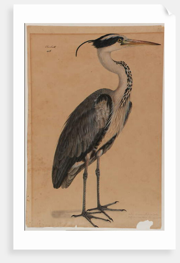 Grey heron by Indian School
