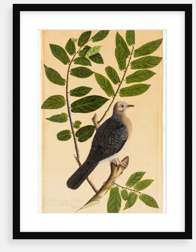 A Turtur by Indian School