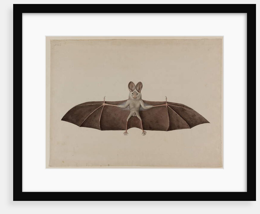 Asian Lesser False Vampire Bat, c.1790 by Indian School