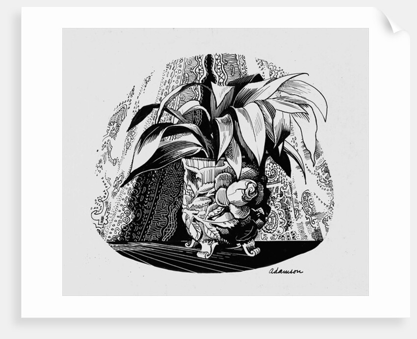 Aspidistra in a Bowl, 1950s by George Adamson