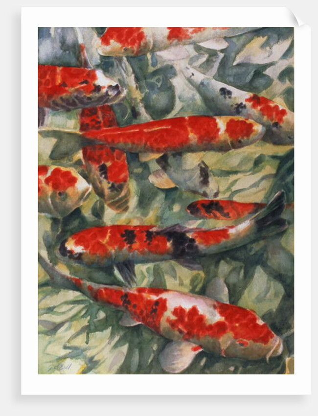 Koi Carp by Gareth Lloyd Ball