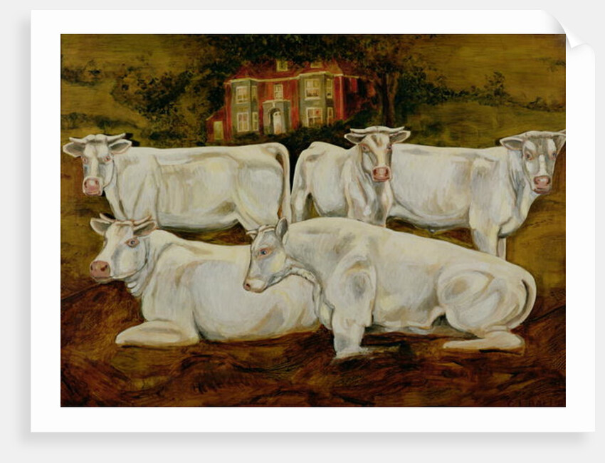 Charolais Bulls, Dippenhall, Farnham by Gareth Lloyd Ball
