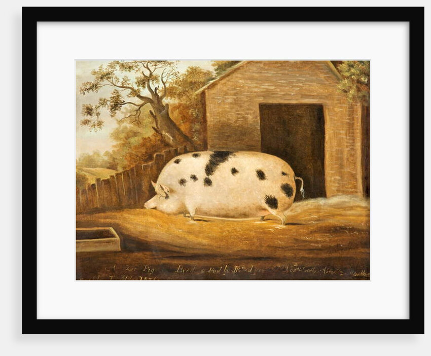 Gloucester Old Spot Pig, 1834 by John Miles of Northleach