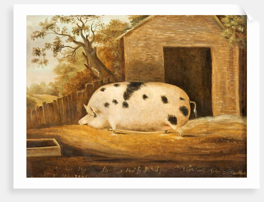 Gloucester Old Spot Pig, 1834 by John Miles of Northleach