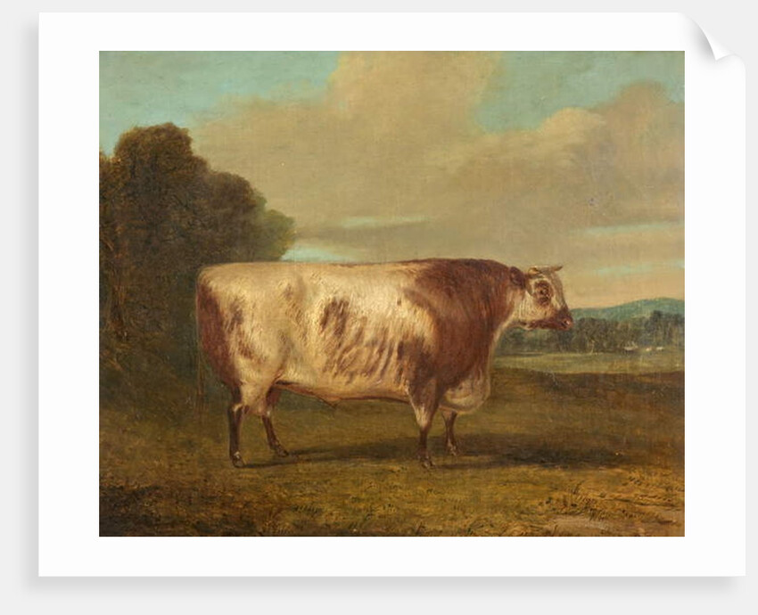 A Bull, 1862 by Richard Whitford
