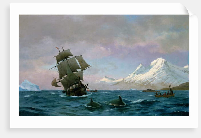 Catching whales, 1875 by J.E. Carl Rasmussen