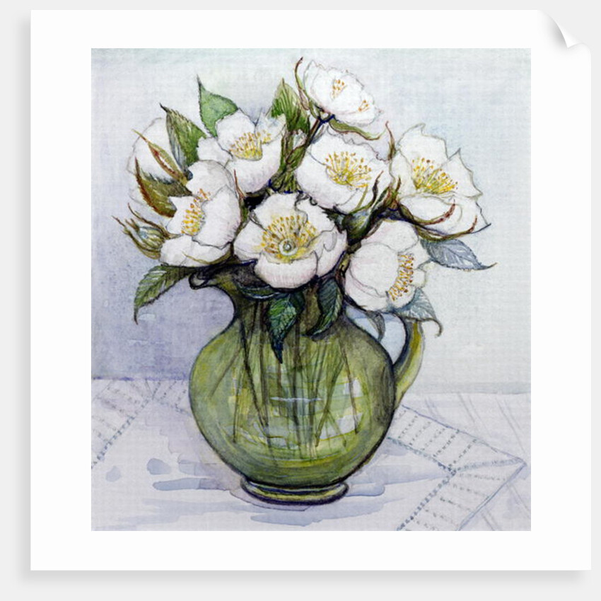 Christmas Roses, 1984 by Gillian Lawson