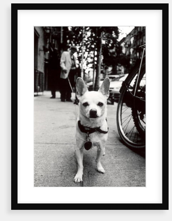 New York Dog, 2006 by James Galloway